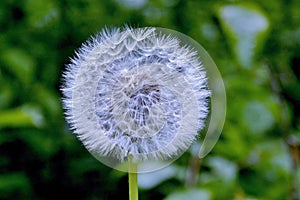 Dandelion seed head close