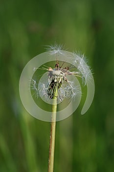 Dandelion seed head, close up