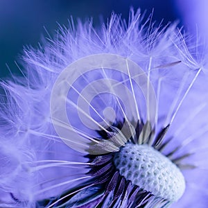 Dandelion seed head close up - abstract