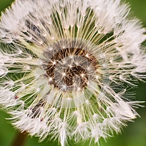 Dandelion Seed Head Close-Up, Make A Wish