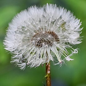 Dandelion Seed Head Close-Up, Make A Wish