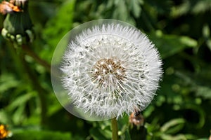 Dandelion Seed Head Close Up View