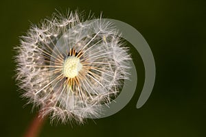 Dandelion seed head