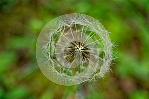 Dandelion seed head closeup