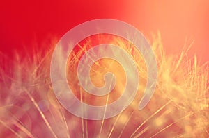 Dandelion seed head closeup