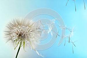 Dandelion seed head on color background