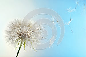 Dandelion seed head on color background