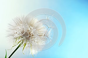 Dandelion seed head on color background