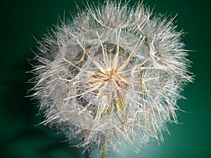 Dandelion Seed Head -detail