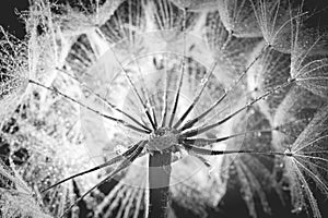 Dandelion seed head with dew drops, closeup. Black and white tone