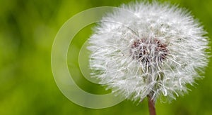 Dandelion seed head flower in green blurred background, copy space