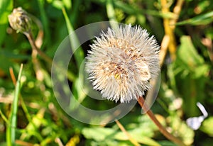 Dandelion seed head. Flower head in seed. Taraxacum, Asteraceae grows in nature.