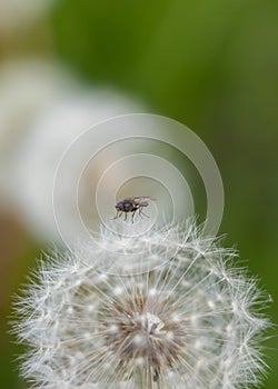 Dandelion seed head with fly on top