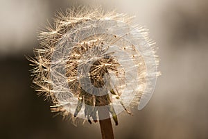 Dandelion seed head glowing in bright sunlight