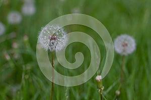 Dandelion seed head on green grass background