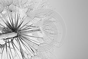 Dandelion seed head on grey background. Black and white effect