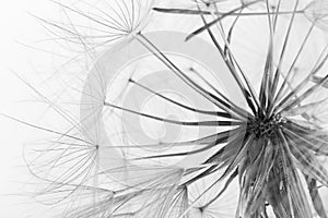 Dandelion seed head on grey background. Black and white effect