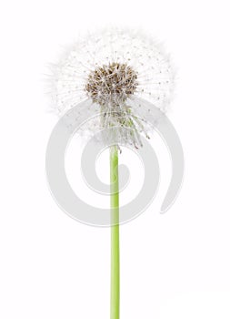 Dandelion seed head isolated on white background