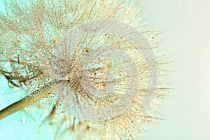 Dandelion seed head on light background