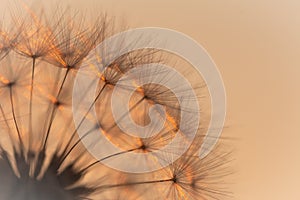 Dandelion seed head lit by the setting sun (Taraxacum offinale)