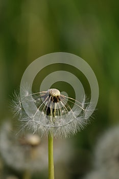 Dandelion seed head macro close up