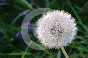 Dandelion Seed Head