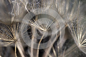 Dandelion seed head plant, close-up. abstract background. macro