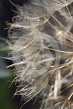 Dandelion seed head plant, close-up. abstract background. macro
