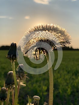 Dandelion seed head in the setting sun in Tartu vald, Tartu maakond, Estonia, June 2021