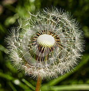 A dandelion seed head with some seeds still attached