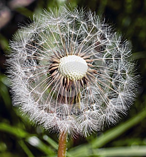 A dandelion seed head with some seeds still attached