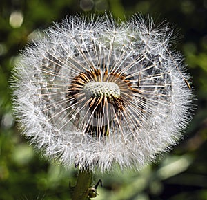 A dandelion seed head with some seeds still attached