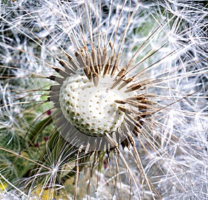 A dandelion seed head with some seeds still attached