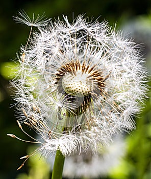 A dandelion seed head with some seeds still attached