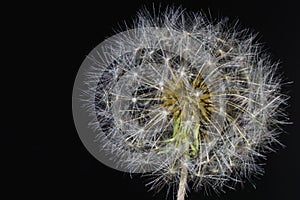 Dandelion Seed head (Taraxacum officinale) close up Black Background