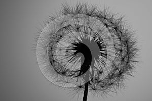 Dandelion Seed head (Taraxacum officinale) silhouette white Background