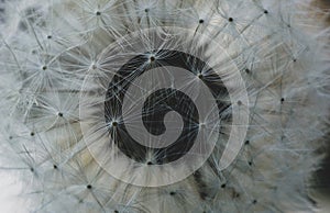 Dandelion seed head texture. close-up of dandelion fluff