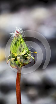 dandelion seed hooked to a bud