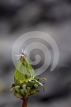 dandelion seed hooked to a bud