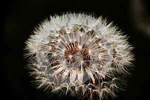 Dandelion seed and its feathery pappas on dark background