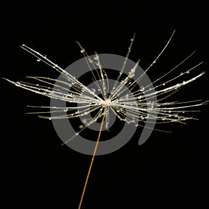 Dandelion seed (macro)
