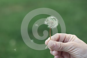 Dandelion