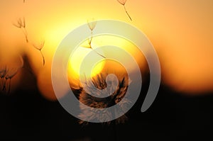 Dandelion Seed Pod blowing in wind