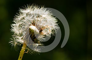 Dandelion in the Evening Sun