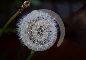 Dandelion seed pod ready to populate photo