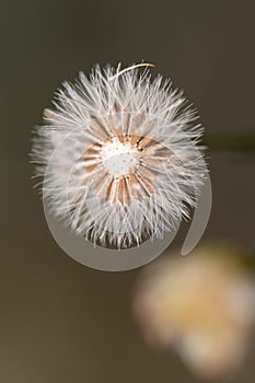 Dandelion seed pods