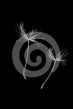 Dandelion seed pods