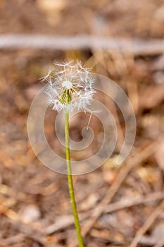 dandelion seed puffs growing wild in spring