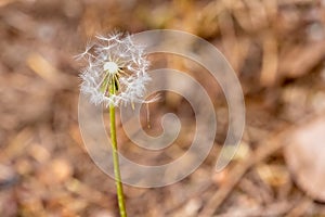 dandelion seed puffs growing wild in spring