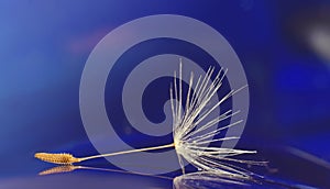 Dandelion seed reflexion on blue background